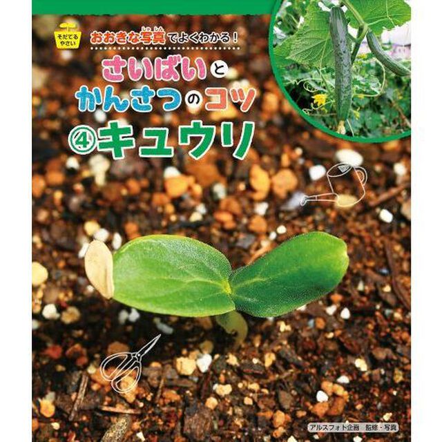 おおきな写真でよくわかる！さいばいとかんさつのコツ　そだてるやさい　４「キュウリ」