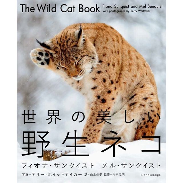 世界の美しい野生ネコ　（シュリンク済み）