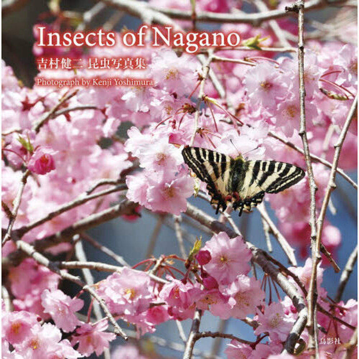 Ｉｎｓｅｃｔｓ　ｏｆ　Ｎａｇａｎｏ　吉村健二昆虫写真集