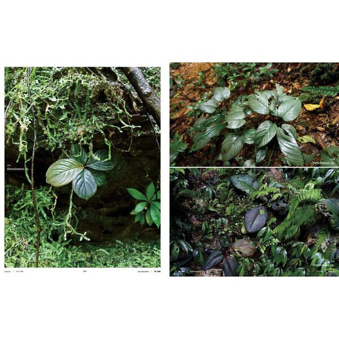 熱帯雨林植物　Ｔｈｅ　Ｗｏｒｌｄ　ｏｆ　Ｔｒｏｐｉｃａｌ　Ｒａｉｎｆｏｒｅｓｔ　Ｐｌａｎｔｓ