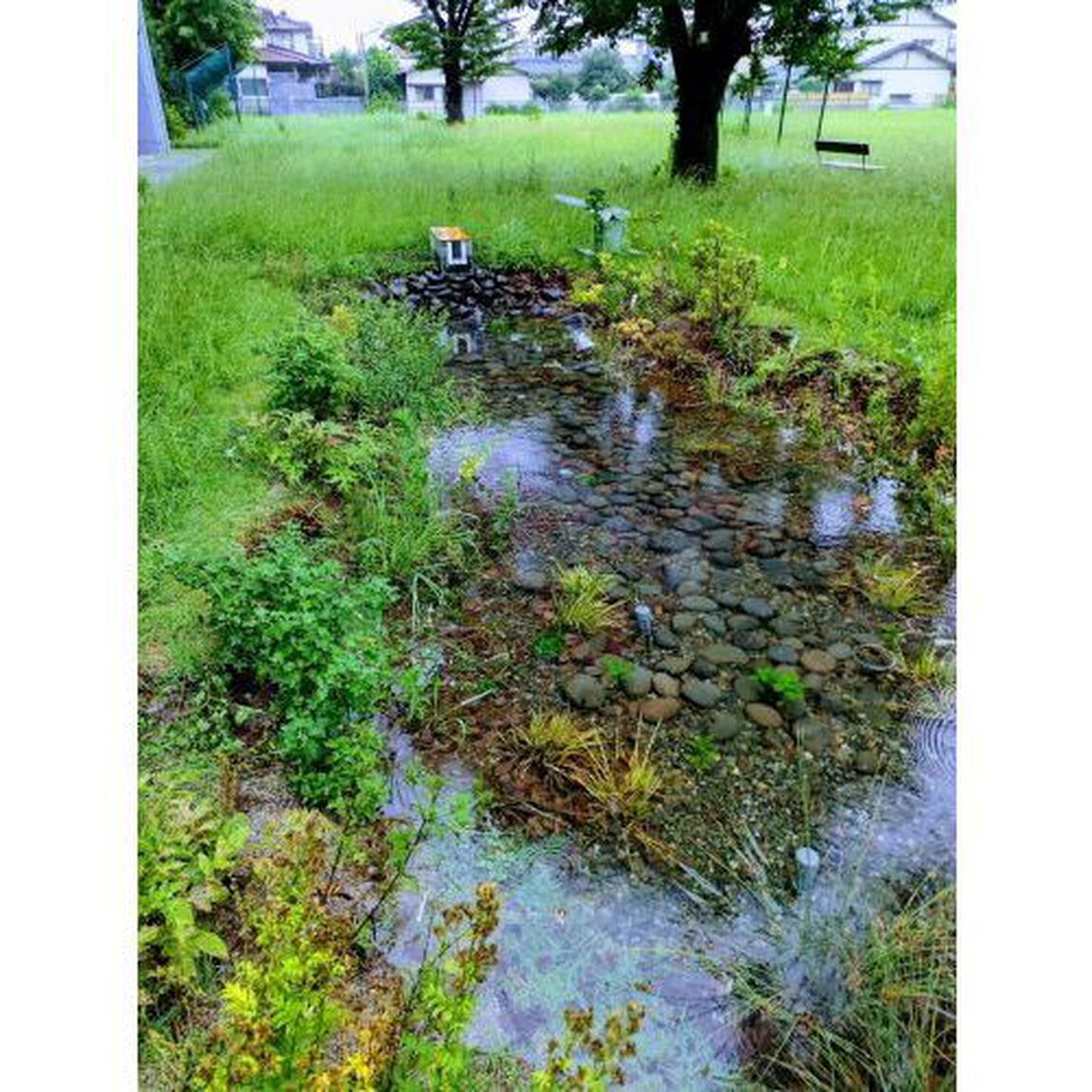 ビオシティ　９９号（２０２４年）「特集共創する流域治水　災害に強く自立した地域づくりへ」