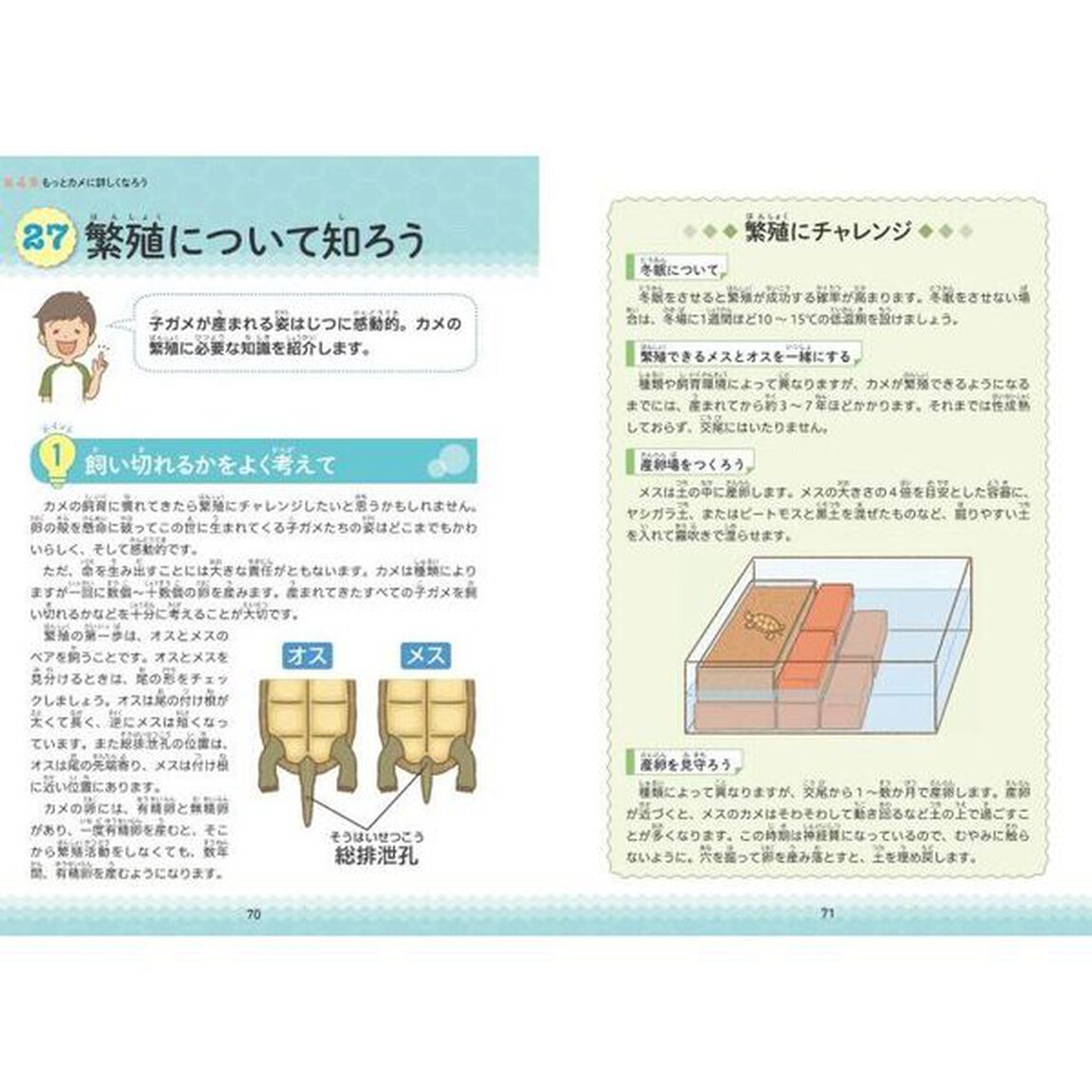 小学生でも安心！はじめてのカメ正しい飼い方・育て方