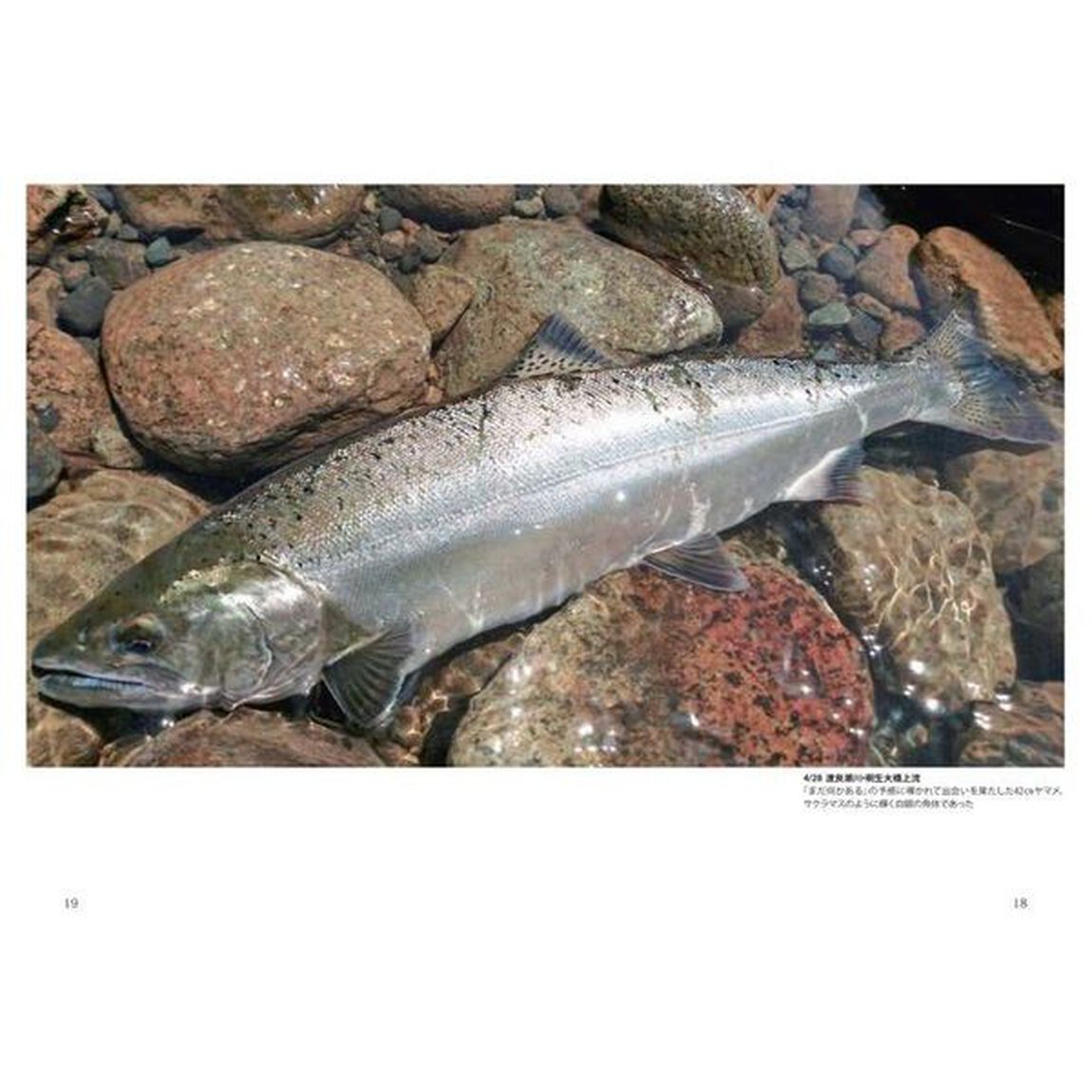 尺ヤマメ３０尾を１シーズンで釣ったら見えたこと