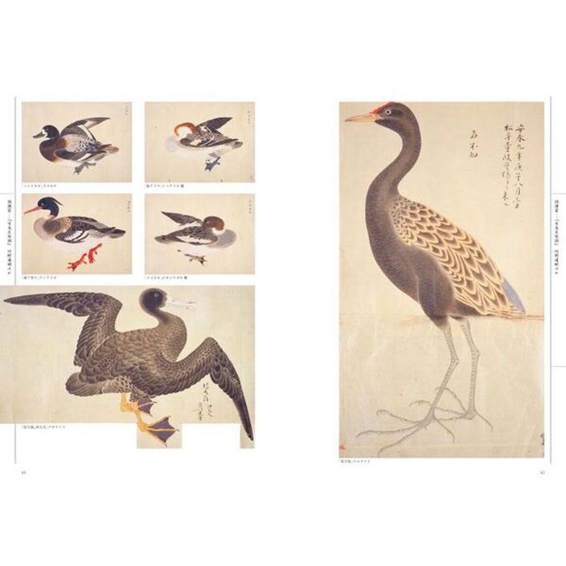 江戸の図譜鳥