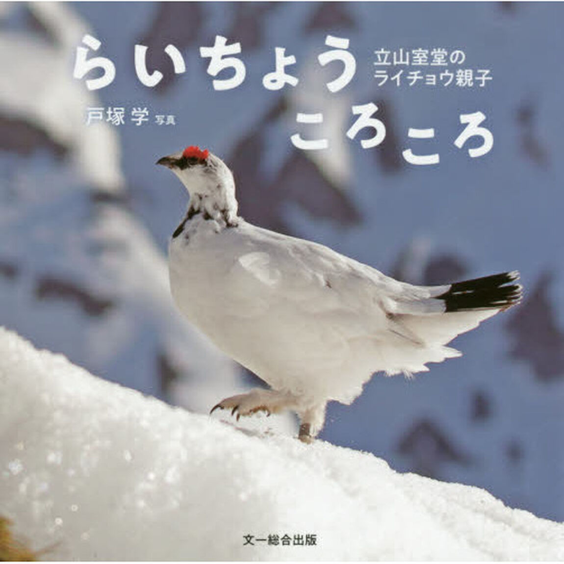 らいちょうころころ　立山室堂のライチョウ親子