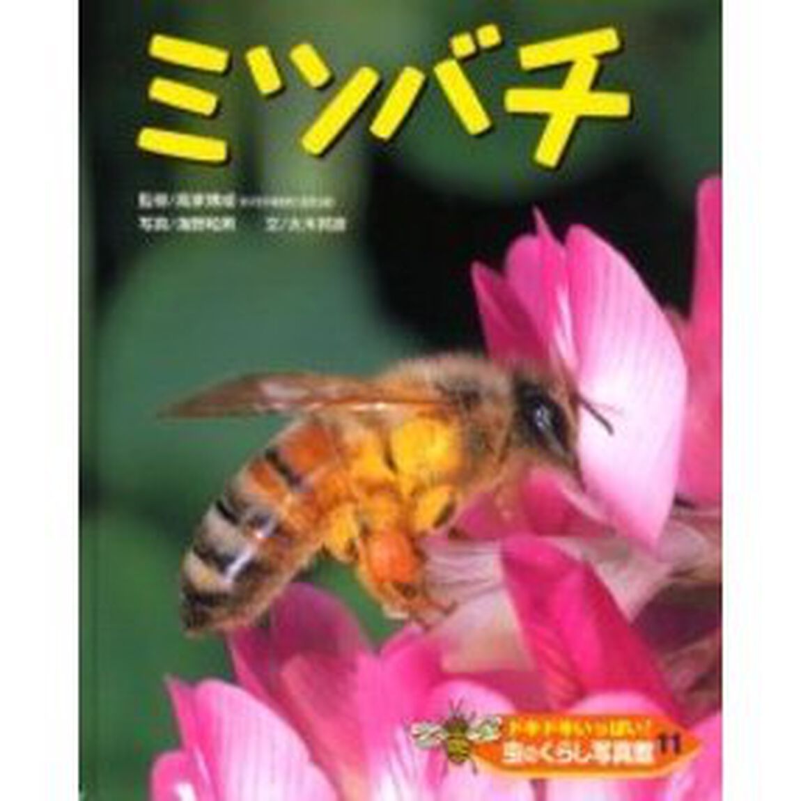 ドキドキいっぱい！虫のくらし写真館　１１「ミツバチ」