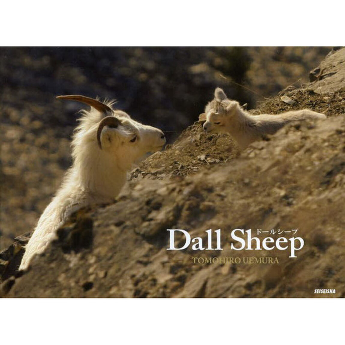 Dall Sheep