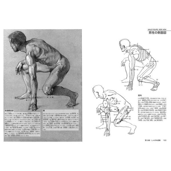 シェパードの人体ポーズと美術解剖学 立つ・座る・ひねる・横たわる