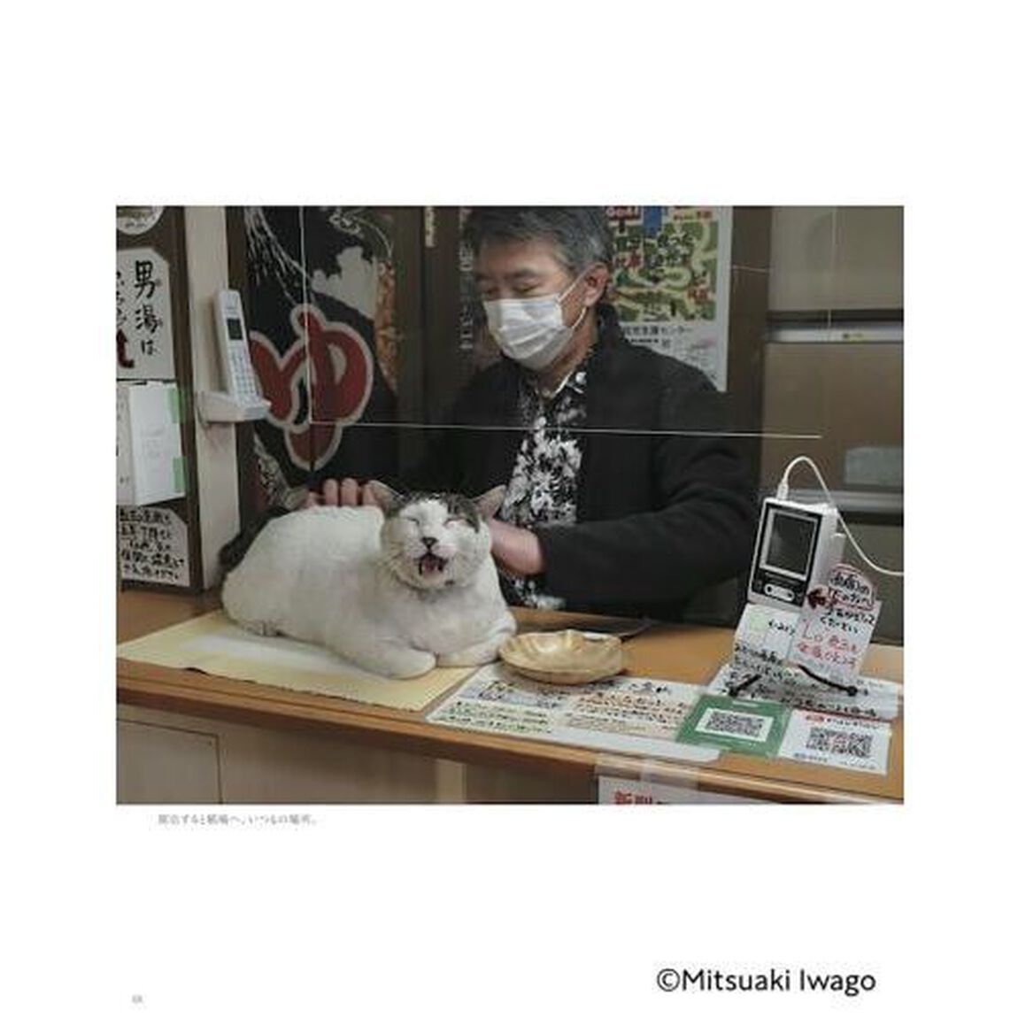 岩合光昭ニッポン看板猫「ＮＦＴデジタル特典付特装版」