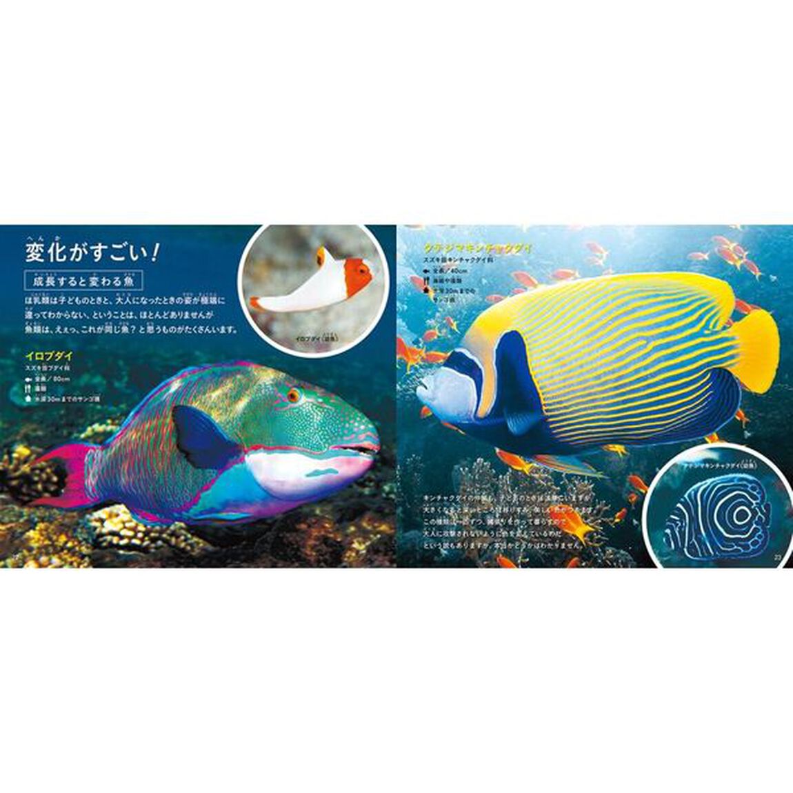 きれいですごい魚