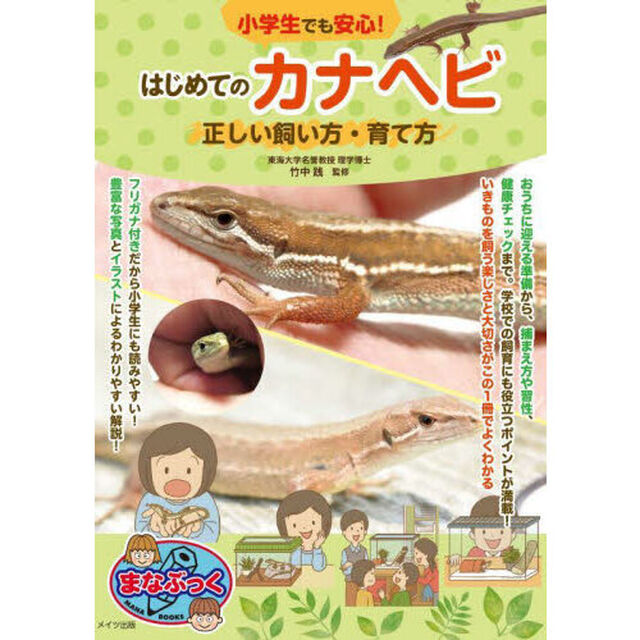小学生でも安心！はじめてのカナヘビ正しい飼い方・育て方