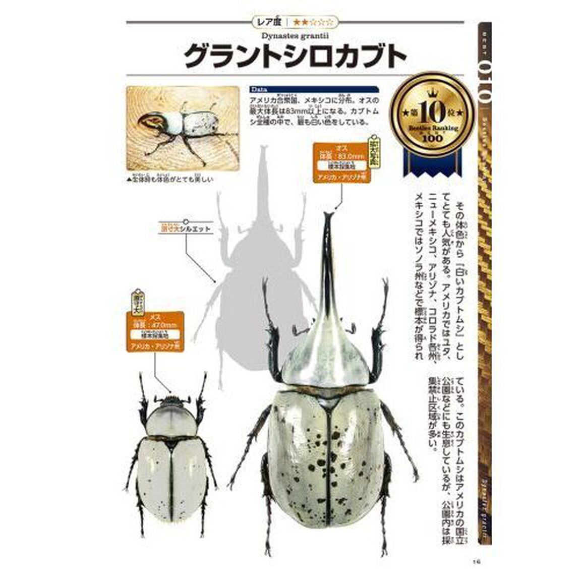 世界のカブトムシＢＥＳＴ１００　決定版