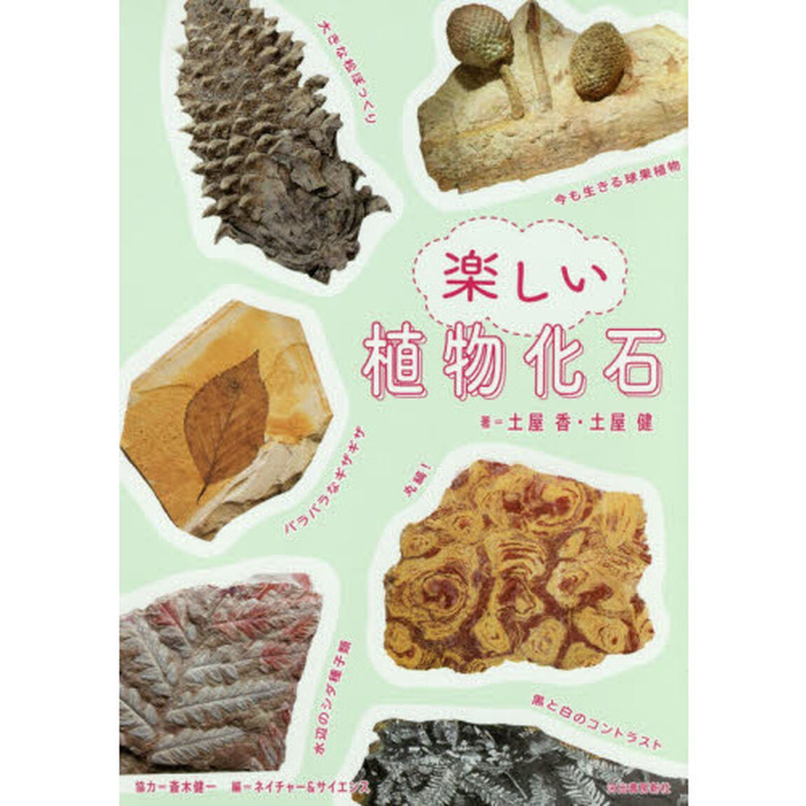 楽しい植物化石