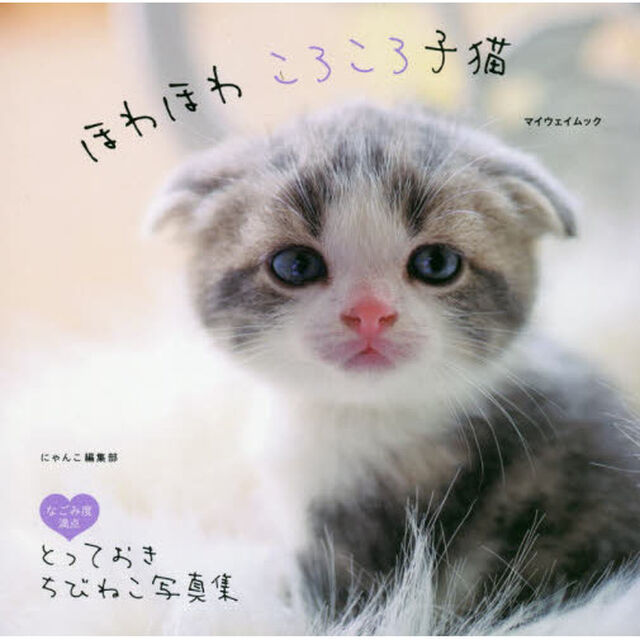 ほわほわころころ子猫