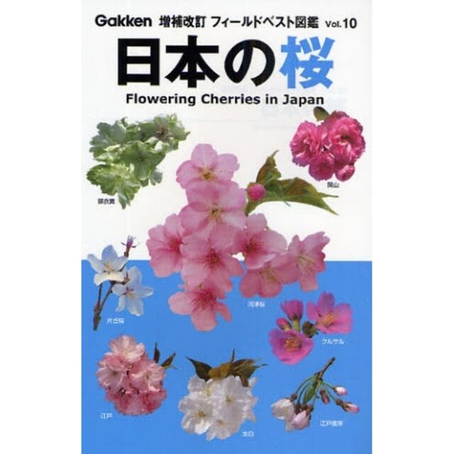 日本の桜