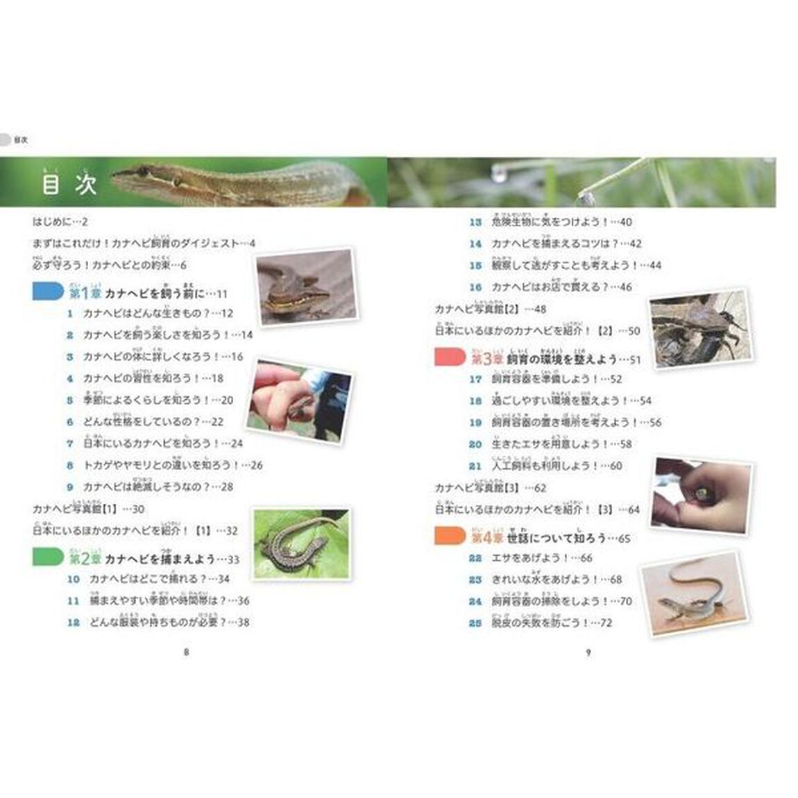 小学生でも安心！はじめてのカナヘビ正しい飼い方・育て方