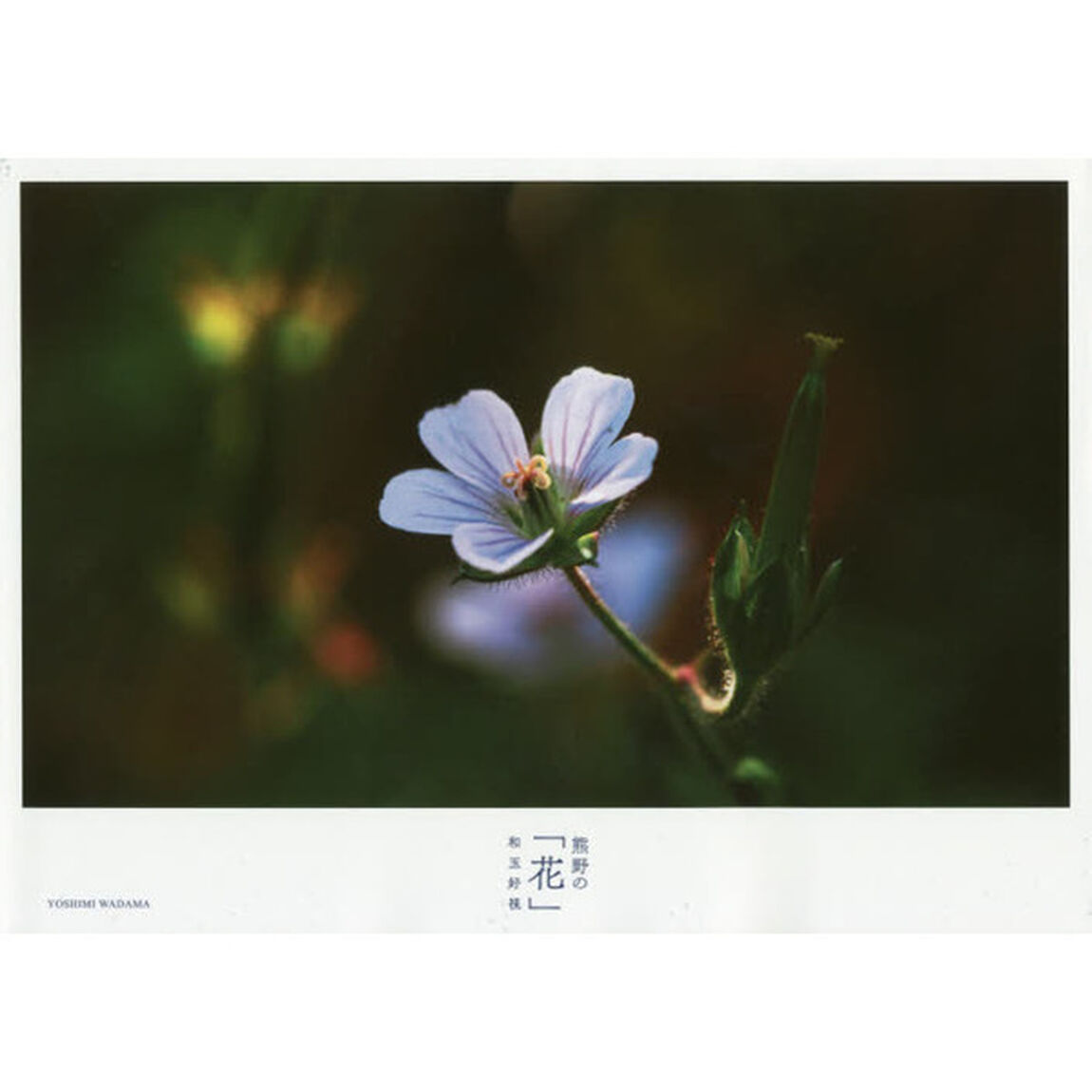 熊野の「花」