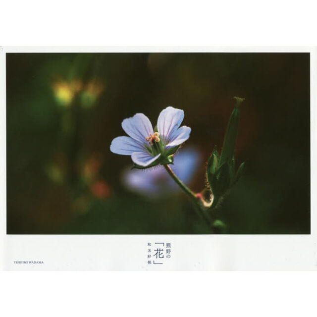熊野の「花」