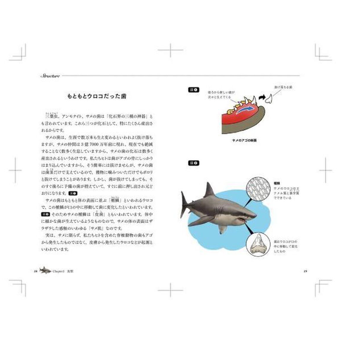 サメのアゴは飛び出し式　進化順に見る人体で表す動物図鑑