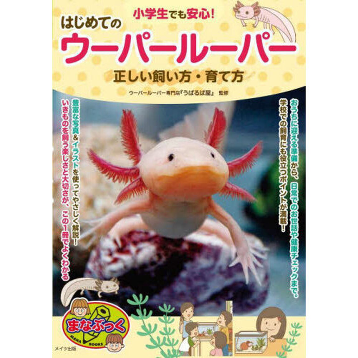 小学生でも安心！はじめてのウーパールーパー正しい飼い方・育て方