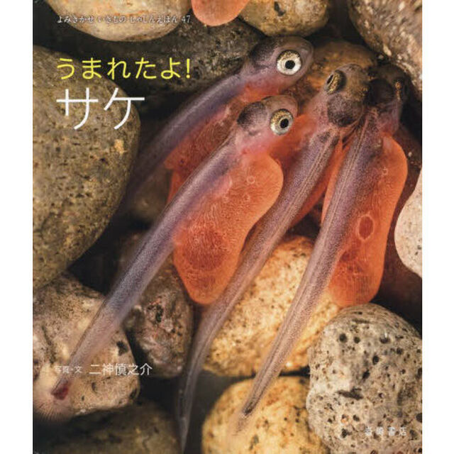 うまれたよ！サケ