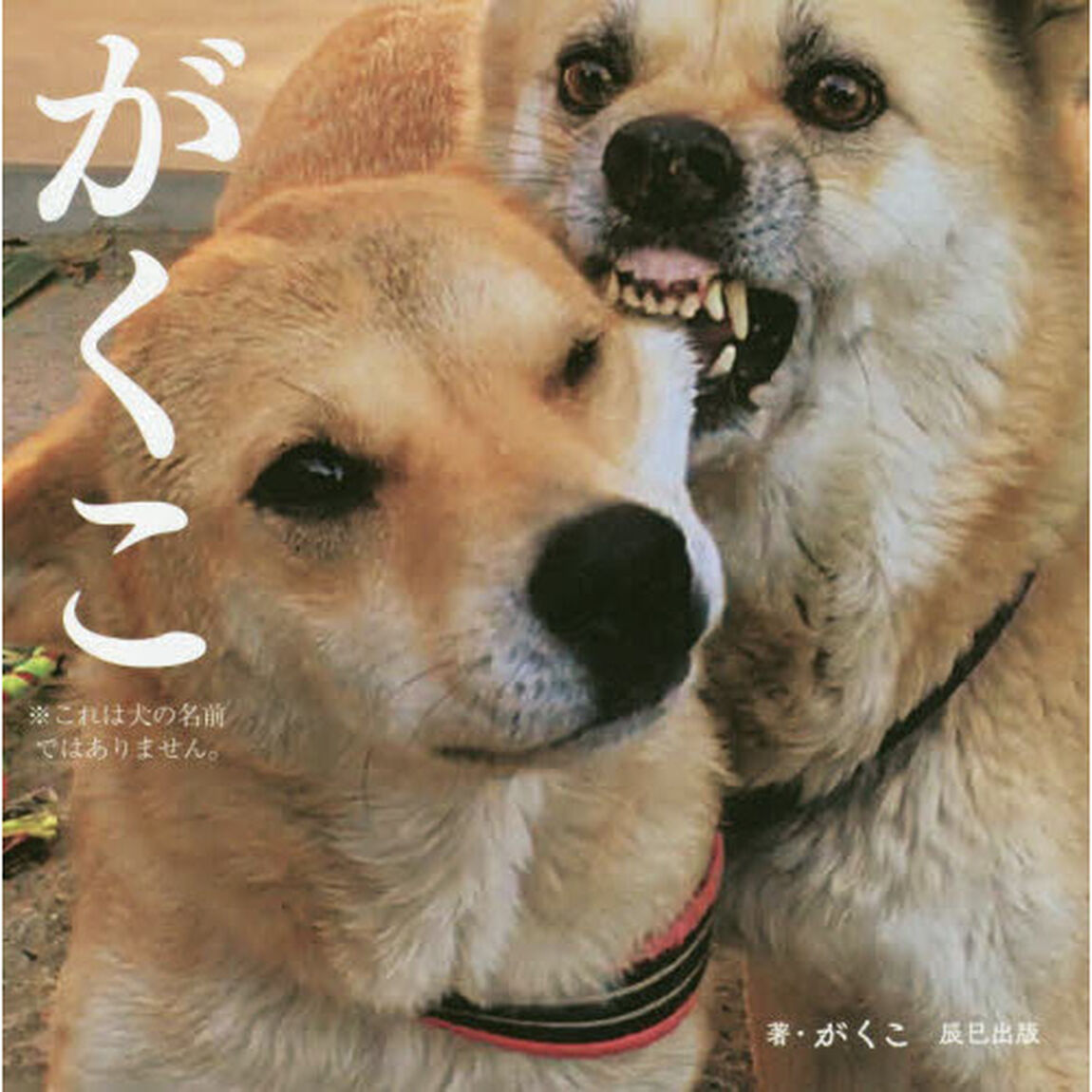 がくこ　※これは犬の名前ではありません。