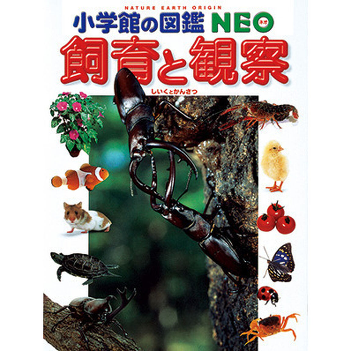 飼育と観察