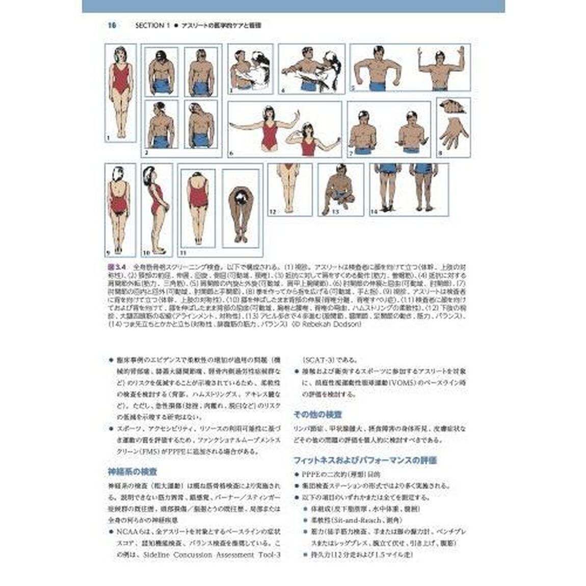 ネッターのスポーツ医学全書　外科・内科、心理的問題、トレーニング、栄養、環境あらゆる角度から応える　１