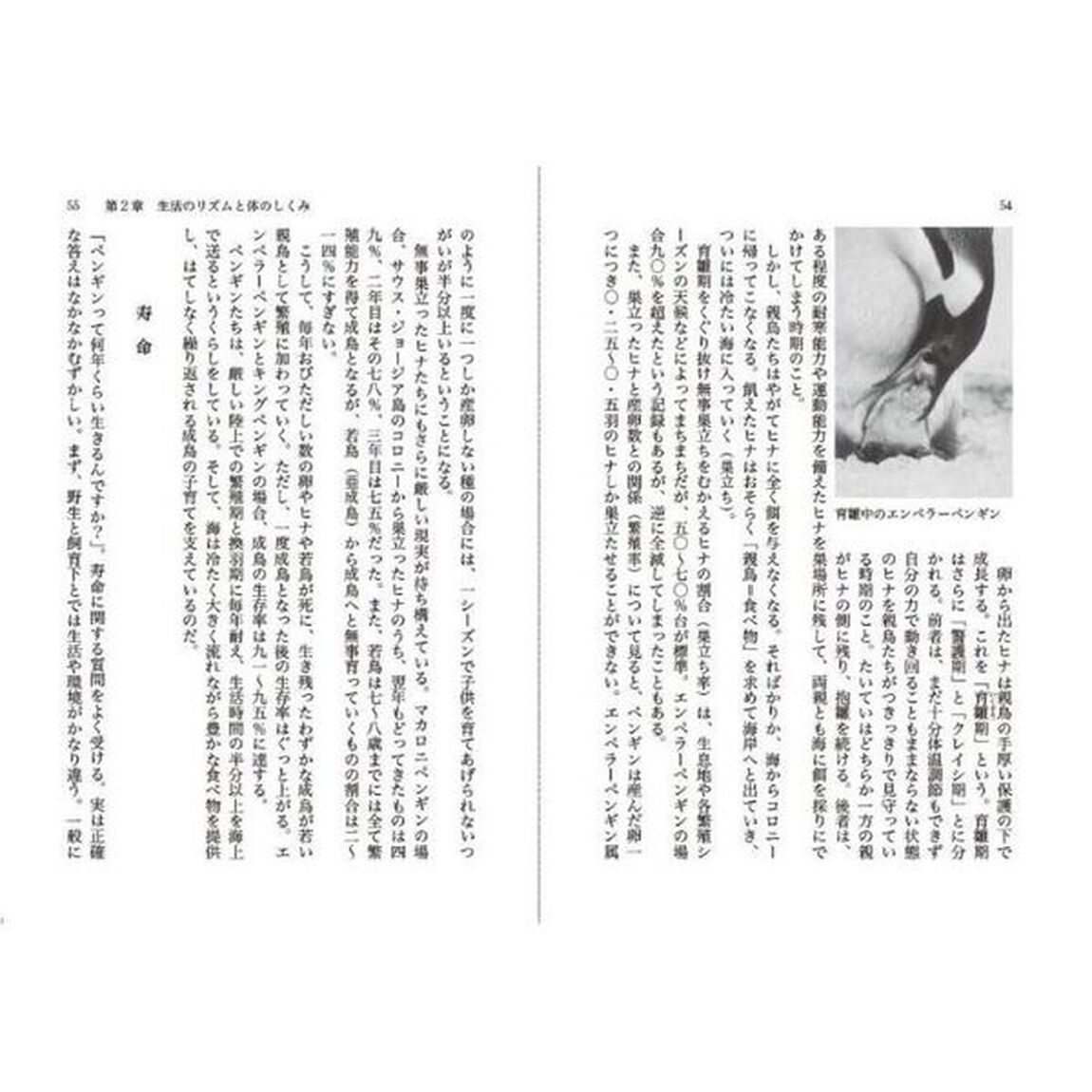 ペンギンの世界