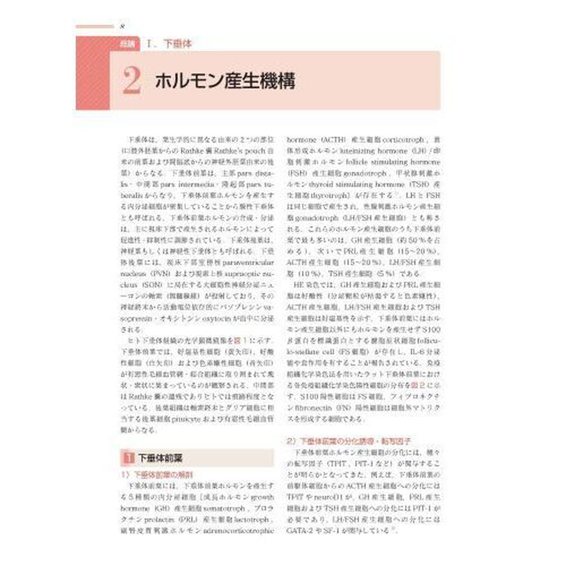 内分泌臓器