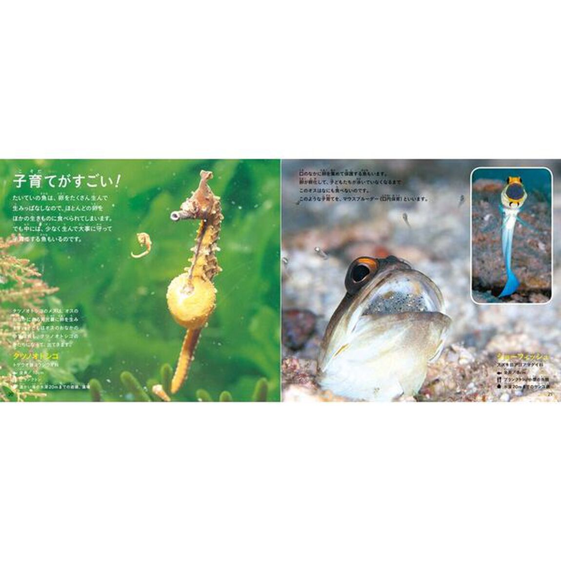 きれいですごい魚