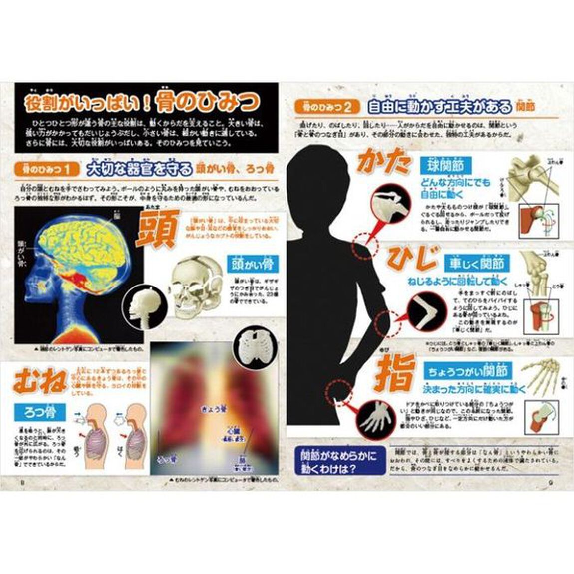 人体骨格ミュージアム　光る１／６骨格模型　ガイドブック