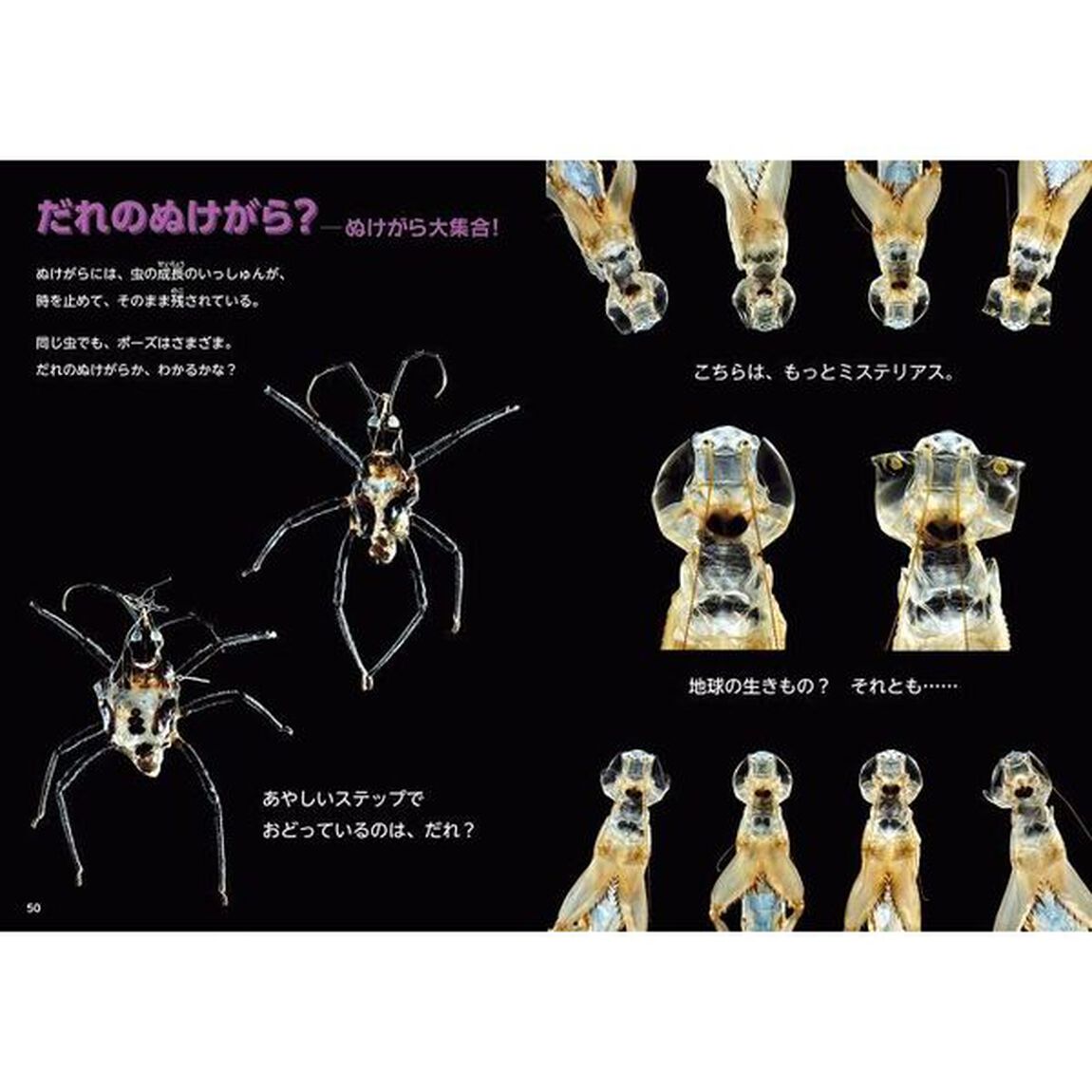 ようこそ！虫のぬけがら博覧会