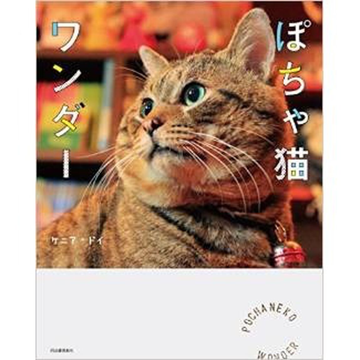 ぽちゃ猫ワンダー