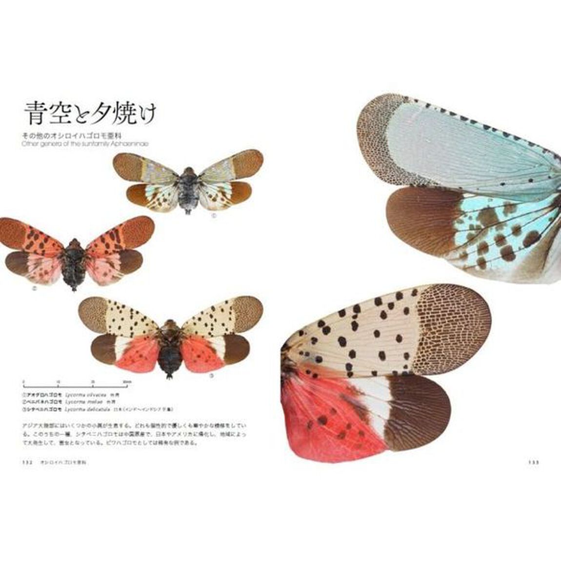 神秘の昆虫ビワハゴロモ図鑑