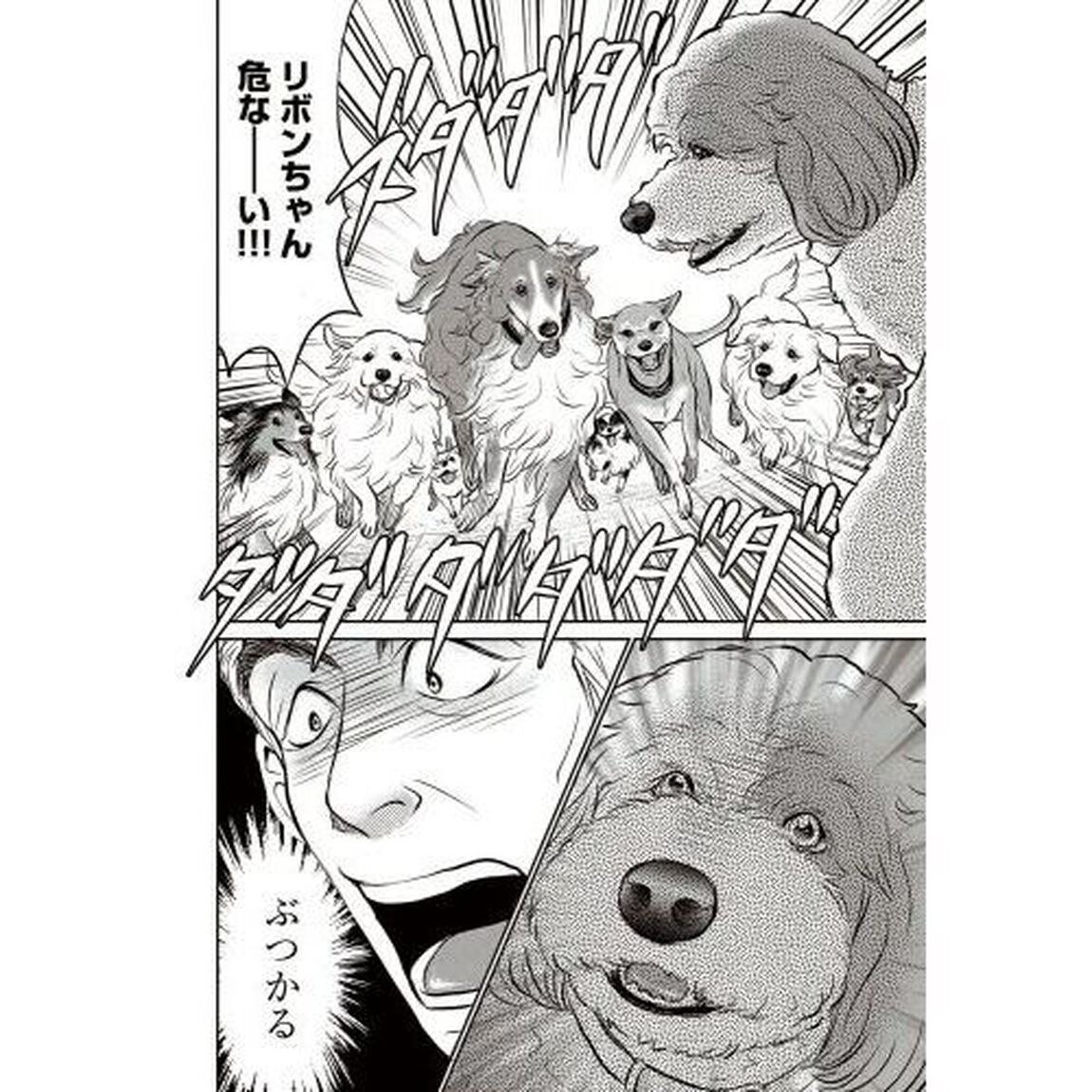 ＤＯＧ　ＳＩＧＮＡＬ　８