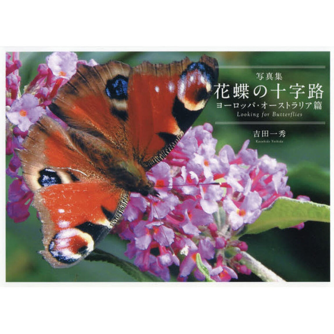 花蝶の十字路　Ｌｏｏｋｉｎｇ　ｆｏｒ　Ｂｕｔｔｅｒｆｌｉｅｓ　ヨーロッパ・オーストラリア篇　写真集