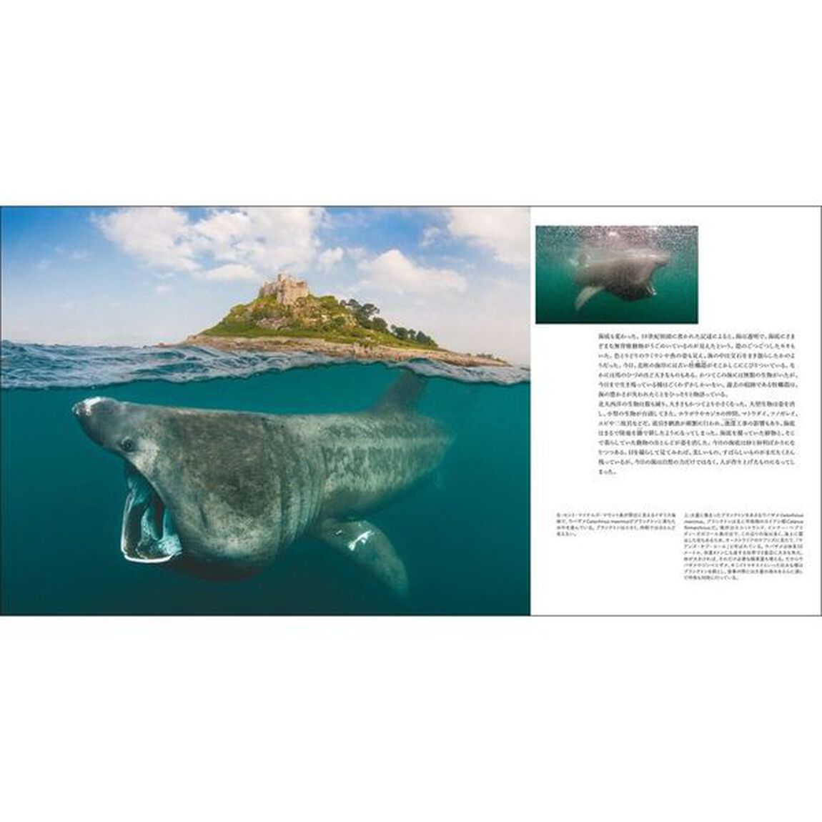 すばらしい海洋生物の世界