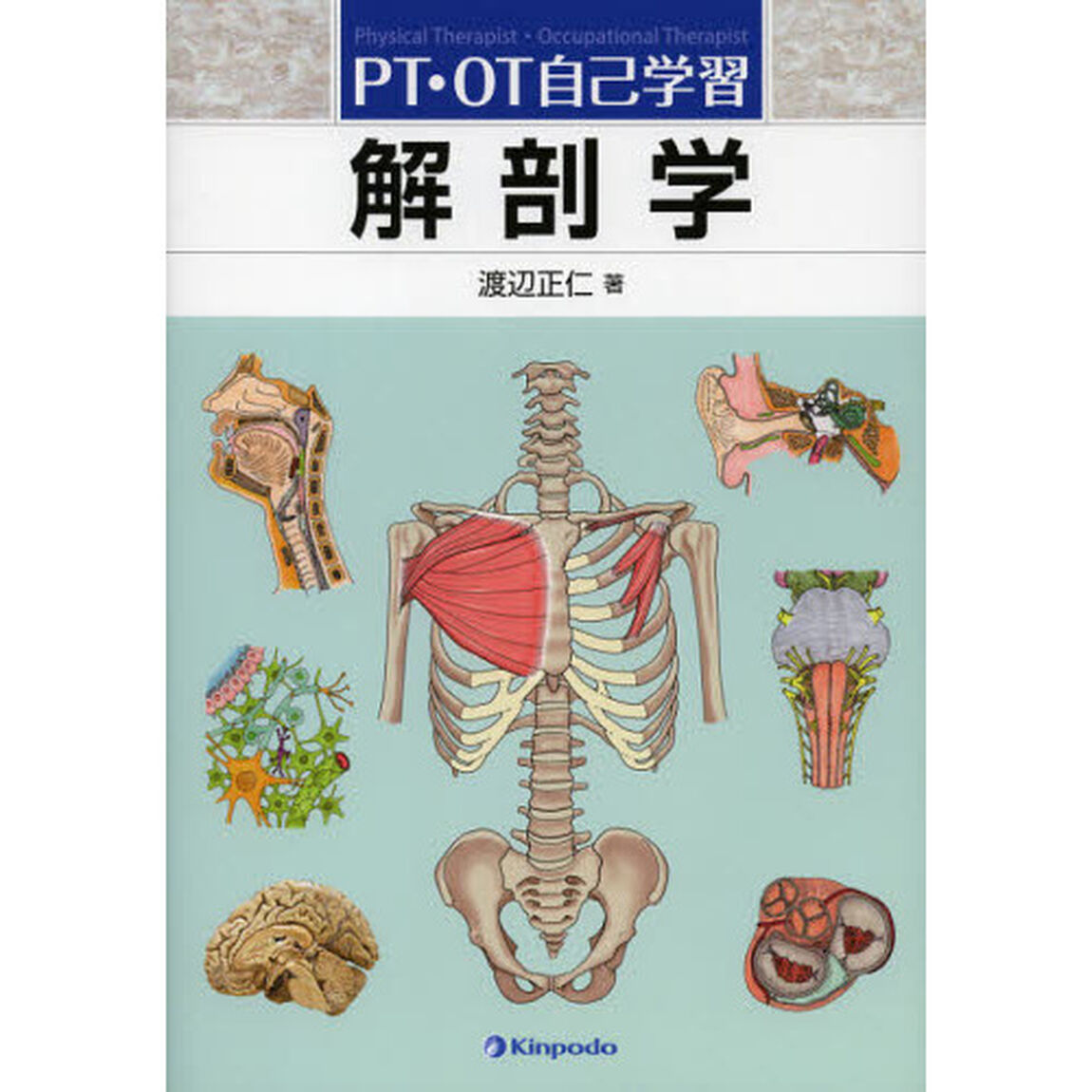 解剖学　ＰＴ・ＯＴ自己学習