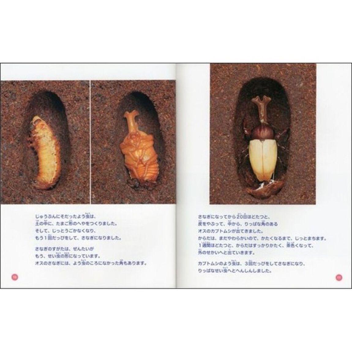 こん虫のふしぎ　４「こん虫のへんしん」