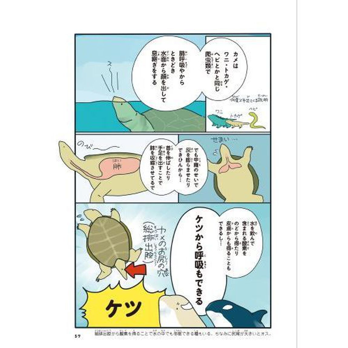 どうぶつの恋愛が不思議すぎて！