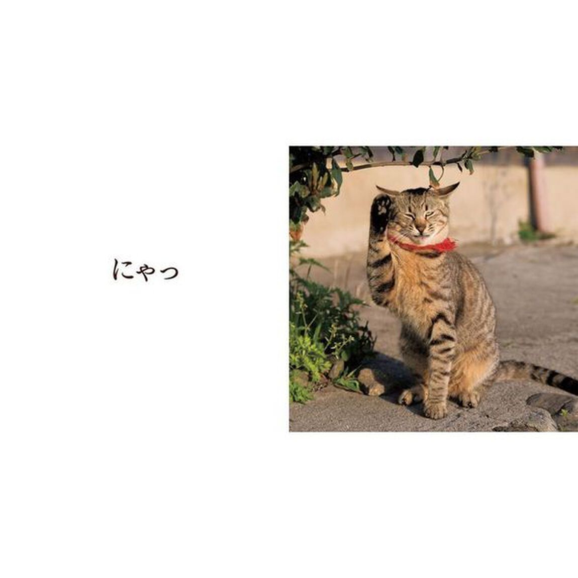 いないいないにゃあ