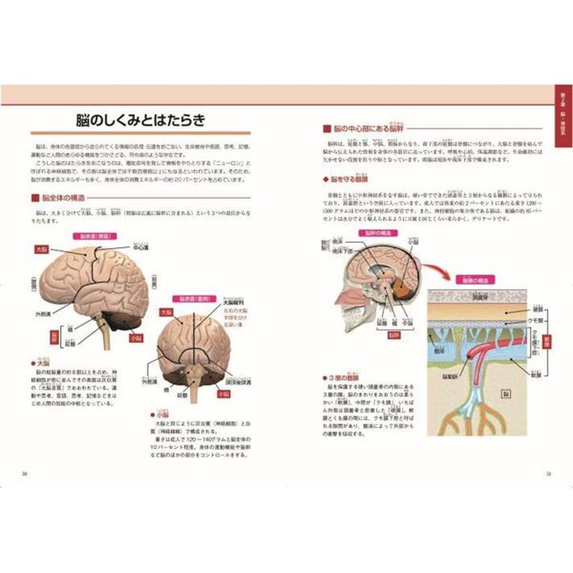 人体の全解剖図鑑「完全版」