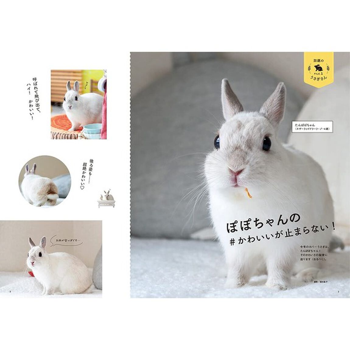 うさぎのきもち Vol.3 ([バラエティ])