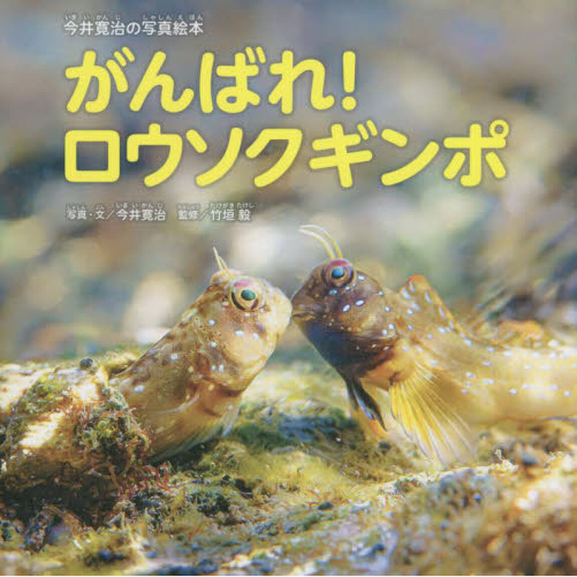 がんばれ！ロウソクギンポ　今井寛治の写真絵本