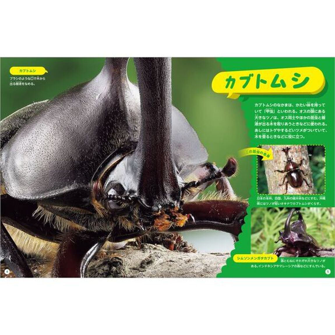 どアップ！びっくり？昆虫の顔写真えほん　〔１〕「どアップ！カブトムシとそのなかま」