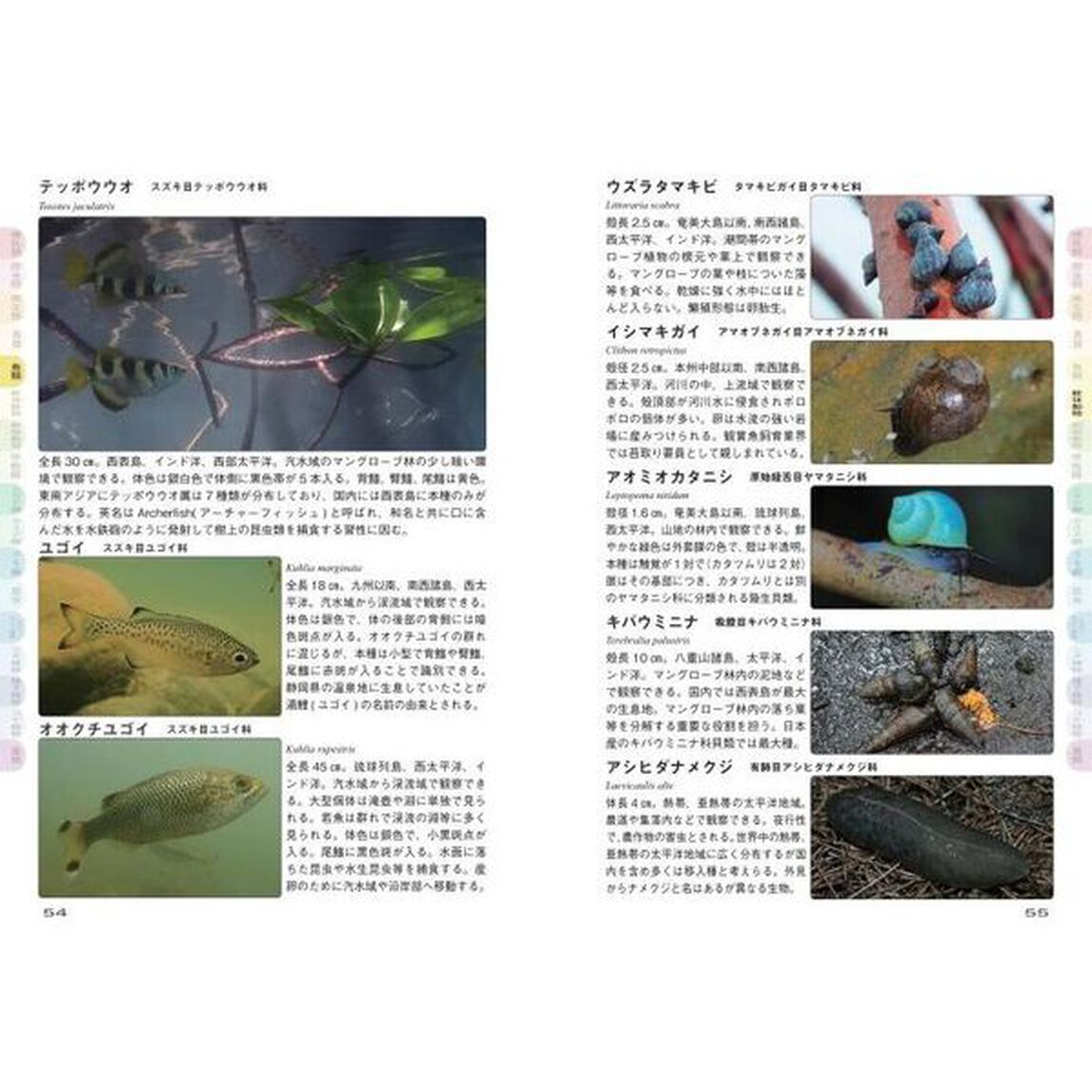西表島のいきもの図鑑１０００種　世界自然遺産