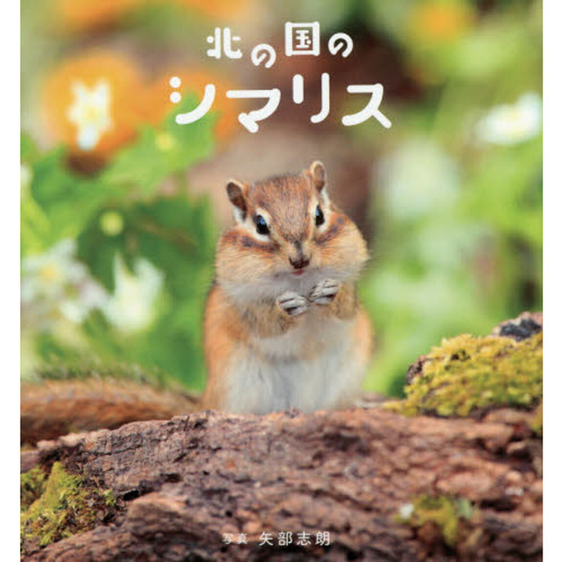 北の国のシマリス