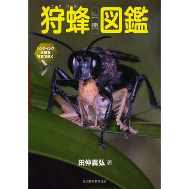 狩蜂生態図鑑　ハンティング行動を写真で解く