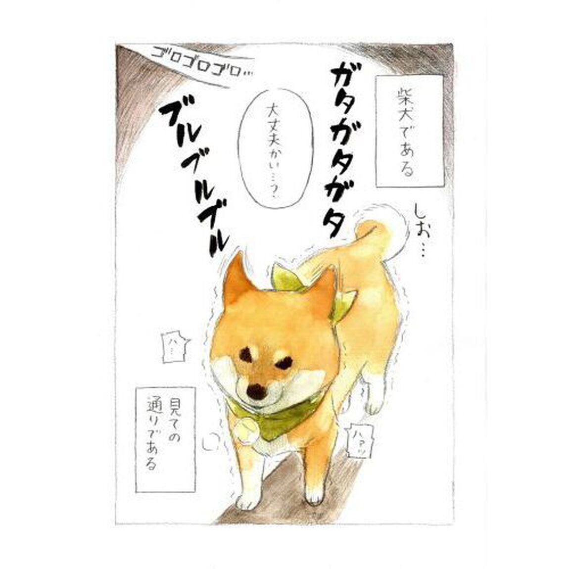 柴犬ぽんちゃん、今日もわが道を行く